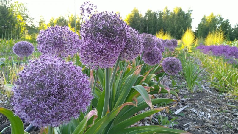 Allium 'Party Balloons' Lauk